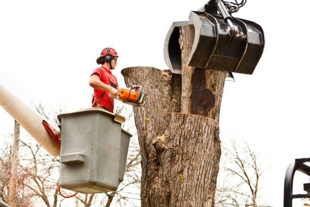 How Our Tree Care Process Works  in  Virginia, IL